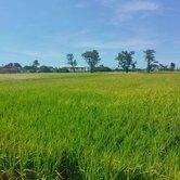 📞新屋石牌嶺939優質農地~誠意出售