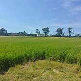 🌼新屋槺榔736優質農地🌼