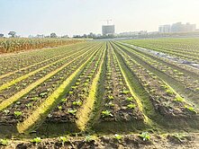 善化大同國小低總價農地