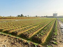 善化大同國小低總價農地