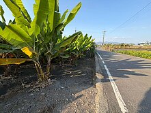  [專約]高雄美濃|低總價|真美農地