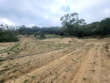 苗栗通霄農牧用地▲讓你看見800株芭樂遇見山嵐的美