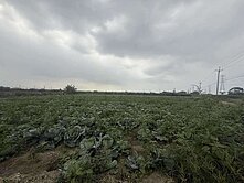 水電齊全💕三分多大地坪💕貨車出入方便