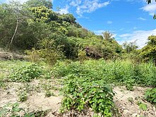 左鎮區山豹段近大坑農場