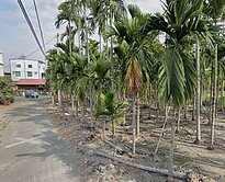 屏東佳冬超值方正乙建地