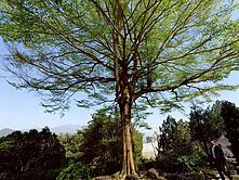 埔里大埔頂合法農舍