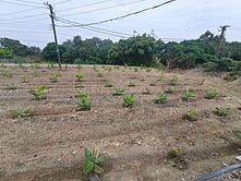 近路竹市區1.77分農地|有水電