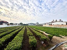 鄰近大寮國小有水💧有電⚡｜都市計劃內~大面寬農地