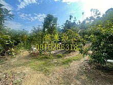 竹崎果園美農地-台慶侯美如