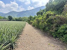  高樹沿山公路農地
