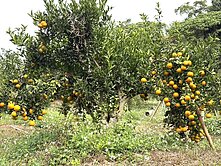 大坑8米路平坦橘子果園