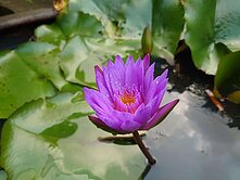 ☘️新社崑山國小~水池造景休閒農場(可分割購買