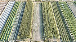 專簽-鹽水飯店段6米路1.7分方正農地