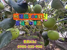 阿蓮臨20米路產值尚好果園