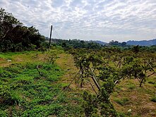 燕巢金山國小#麒麟山.雞冠山休閒農地