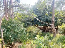 新市近南科三期潛力農地