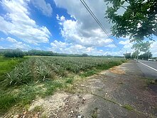 山上15米路面寬農地(三)