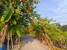 燕巢金山路旁雙面臨路6.4分大農地