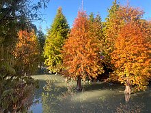 ☀專簽🍁中社旁絕美農地｜落羽松｜置產、自用兩相宜