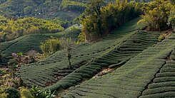 承義佩樺｜稀有 4.5 甲高山金級茶園｜附合法農舍