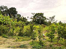 旗山頭林臨路休閒/慢活自在/優質方正農地