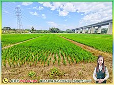 💎官田青翠美景都內農地