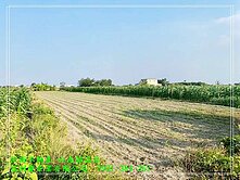 七股優質423坪農地0931384262