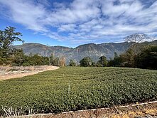 承義漁伯🎣竹山一大塊茶園