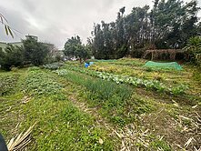 手手推薦🌳大溪一般農(附地上物)