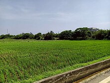 新屋760坪前後路美田