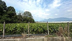 屏東高樹/新泰山段/山景大面寬農地.農舍.植樹.