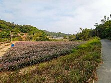 大樹義大世界旁漂亮農地