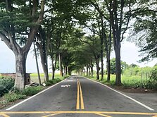 ⭕️新港⭕️香藝館旁農地E021