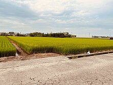 ⭕️新港⭕️香藝館旁農地(專約)E038