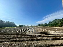 ⭕️雲林四湖⭕️宏仁國小旁農地