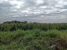 ⭕️將軍區⭕️將軍國小旁農地