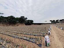 大樹區-大面寬臨路平坦農地