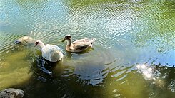 逢甲北12期昇揚inn12文修公園生態宅視野兩房