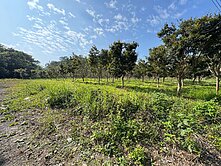 苗栗三灣🪏巴巴坑道旁🌳樹葡萄平坦農地