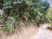 專任🔥苗栗三灣大坪林Ｂ🌳臨路桂竹林地