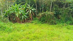 專任🔥苗栗三灣大坪林Ｃ🌈山谷平坦農地