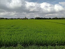 新坡蓮花園區440坪農地