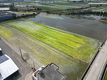 嘉義新港 l 後底湖平整六分田