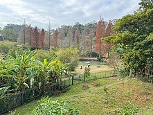 北埔六塘-落羽松旁美地-有水有電-正路邊
