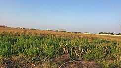 春園旁~七股近工業區3.2分低總價農地