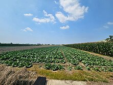 善化建業路臨路511坪開心農場