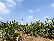 紘緯推薦💕燕巢💕都內市區生活機能好💕臨路農地