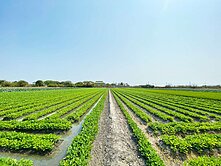 雲林北港低總價1分4方正農地