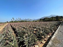 高樹大路關方正農地