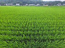 芎林金獅段優質方正美地